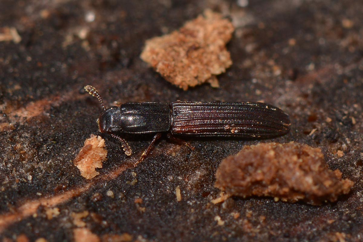 Zopheridae: Colydium elongatum? S !